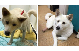 Dél-Koreáig utazott egy brit nő, hogy megmentsen egy mozgássérült kutyát a húspiac elől