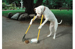 Milyen a jól nevelt kutya? 