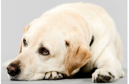 Bélelzáródás – A falánkság átka