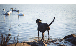 Készül Vas megye első kutyastrandja! 