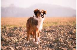 Magyarország kutyaszemmel