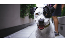 Koronavírus - Tanácsok kutyatartóknak