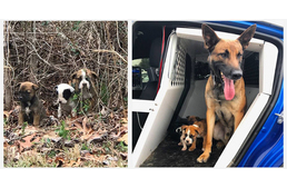 Rendőrkutya mentett meg három kidobott kölyökkutyát