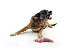 Étel- és játékféltés - Mi a megoldás? 