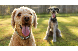 Ebösszeírás kezdődik Miskolcon