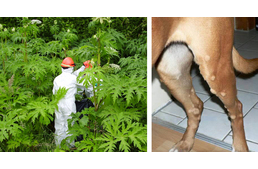 A kutyákra is veszélyt jelentő kaukázusi medvetalp bukkant fel Heves megyében