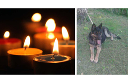 Gyertyát gyújtottak a Kazincbarcikán brutálisan bántalmazott német juhászért