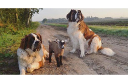 A kecskegida, aki óriás-kutyákat tekint szüleinek