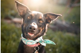 Hallásproblémák kutyáknál – a korral jár?