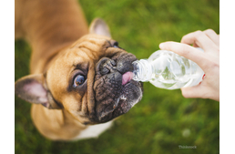 10 hűsítő eszköz a kutyamelegben!