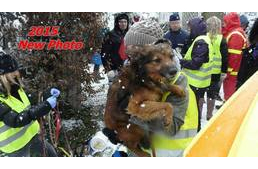 Állatkínzás Vas megyében