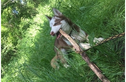 Vádat emelt az ügyészség egy férfival szemben, aki kölyökkutyáján töltötte ki a dühét