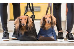 Így válaszd ki a tökéletes kutyahordozót négylábúdnak