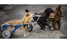 Egy különleges kórház, ahol minden rászoruló kutyus kerekesszéket kaphat