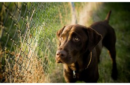 Kezdődik a tavaszi ebzárlat! 