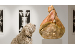 Kiállítás, ami kutyáknak készült? Már ilyen is van.