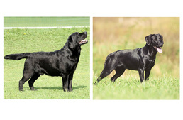 Kiállítási vagy munkakutya?