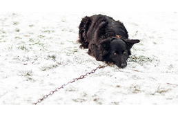 A tartós kikötés tilalma nem egyenlő a láncon tartás abszolút tilalmával