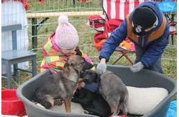 Kutyakarácsony a menhelyeken