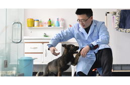 Rendőrkutya-klónokat alkalmazna Kína