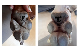 És tényleg! Egy twitterező szerint a kutyatappancs valójában egy koalát formáz