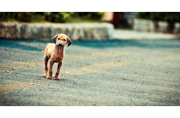 Országos ivartalanítási projekt van készülőben