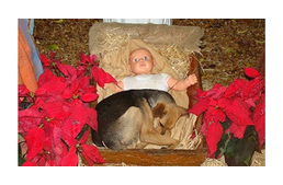 Egy kóbor kutya a Jézuska jászlában talált menedéket