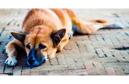 Ingyenes ivartalanítási lehetőség Vas megyében