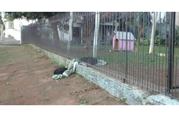 Megosztotta takaróját az örökbefogadott kutya egy kóborkával