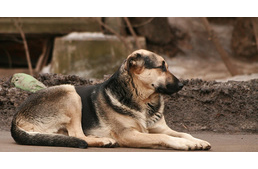 Ivartalanítás: íme a 6 leggyakoribb tévhit!