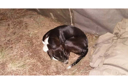 Árva kutyákat mentenek határvédőink 