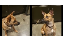 Egy kutya mentett meg egy kolibrit a haláltól - mára elválaszthatatlan barátok!