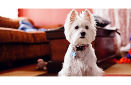 Így lehetsz sikeres a kutyás albérlet keresésében!