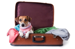 Költözés kutyával