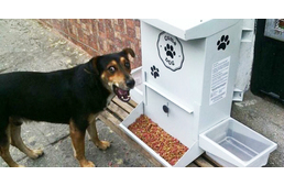 Kolumbia: különleges ételadagolók segítenek a kóbor kutyákon