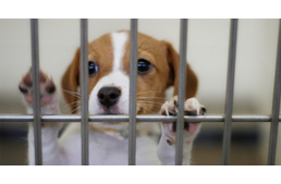 Örökbefogadás: kölyök vagy felnőtt kutyát válasszak?