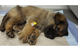 Óriási összefogás született a vak kiskutyáért