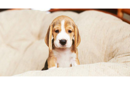 Szigorította az állatok eladására vonatkozó szabályzatát a Jófogás