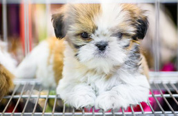 Nem árulnak többé kiskutyát és kismacskát a brit állatkereskedések