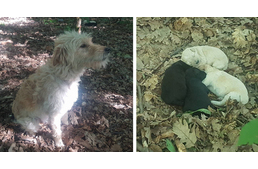 Halálra ítélt kutyacsaládot mentettek az ózdi rendőrök