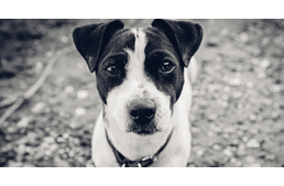 Fagyállóval próbálják mérgezni a kutyákat Pécsett