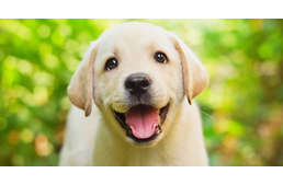 Gondolatok a kölyökkutya neveléséről