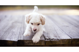 Kutyám lesz - de milyen?