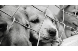 Sütivel mentenek kutyakölyköket