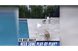 Sportesemény híján kutyák szaladgálását közvetítette egy amerikai kommentátor