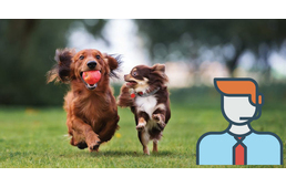 Karanténkommentátor kerestetik – Közvetítsd kutyád mindennapjait