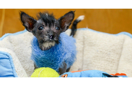 Zokniból készült pulcsik melengetik az átfagyott mentett kiskutyát