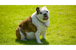 Rövidebb ideig fog élni a kutyád, ha elhizlalod!