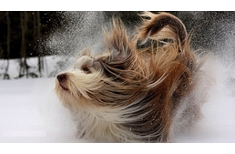 Frizurát a kutyáknak, avagy a téli szőrápolás