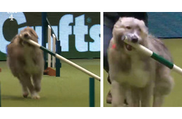 Az egész világ szívét elrabolta a kutya, aki minden akadályt kihagyott az agility versenyen